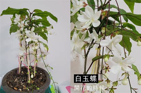 垂枝茉莉風水|【垂枝茉莉風水】垂枝茉莉風水全指南：在家種植茉莉花的風水妙。